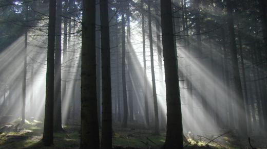 Paprsky světla v lese