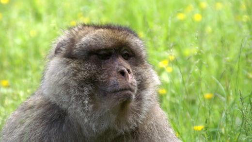 Makak magot (Macaca sylvanus)