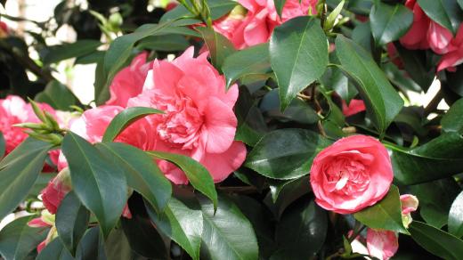 Kamélie na Zuschendorfu