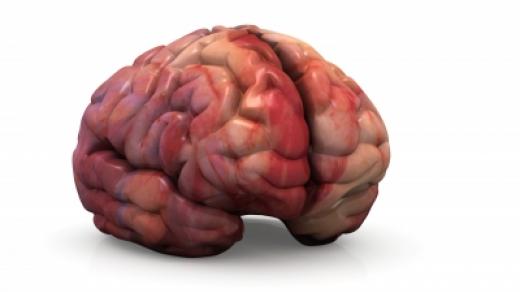Mozek (ilustrační foto)