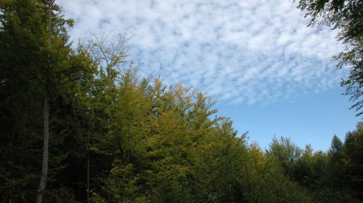 Modré nebe s mráčky nad lesíkem nedaleko Hejnic
