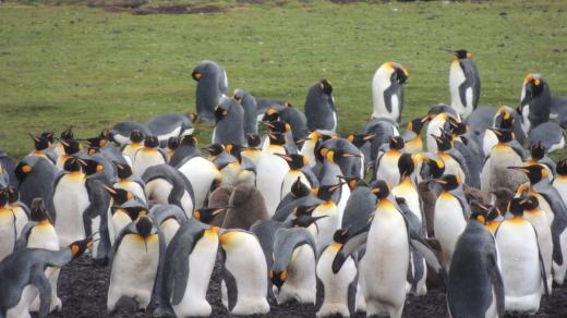 Kolonie tučňáků patagonských