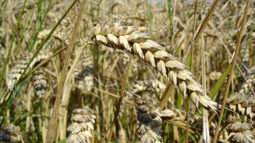 Pšenice je příkladem C3 rostliny