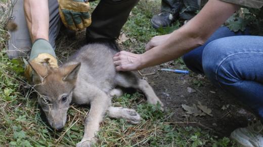 Vlk evropský - vakcinace vlčat
