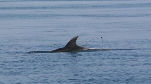 Zraněný delfín Bojan s harpunou ve hřbetu