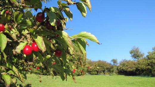 Bobule dřínů se nesklepávají ze stromu. Čeká se, až všechny opadají do připravených sítí kolem kmenů