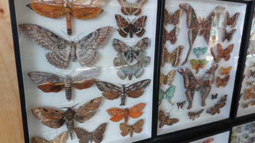 Autorem sbírky dřevěných motýlů je amatérský řezbář a malíř Milan Odvárka