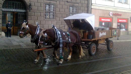 Rozvoz piva pivovarskými koňmi v Plzni