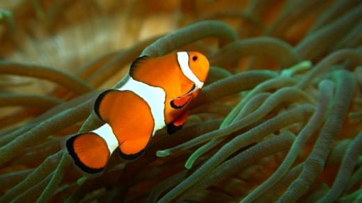 Klaun očkatý (Amphiprion ocellaris, Clown anemonefish, Clownfische)