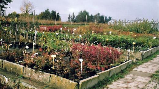 Školky ovocných a okrasných dřevin (ilustrační foto)