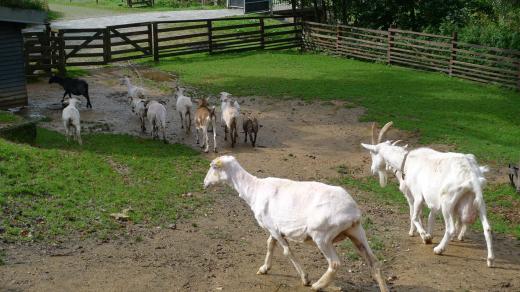Ovce a kozy ve výběhu