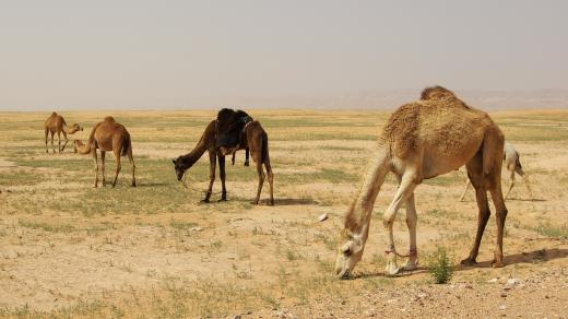 Krátce po dešti se pouštní písek zazelenal a velbloudům nastala královská hostina