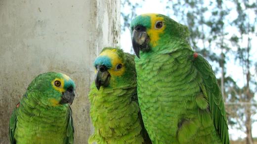 Jihoamerický papoušek amazoňan modročelý (Amazona aestiva)