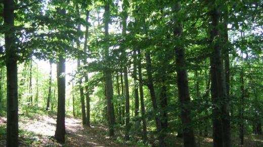 Dubohabřina, která dělá Habrov Habrovem