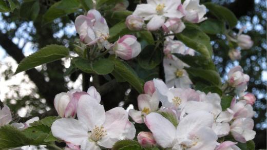 Na jaře v sadu rozkvetou jabloně