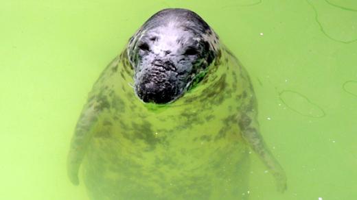 Nemocní tuleni mají v záchranné stanici k dispozici také rehabilitační bazénky
