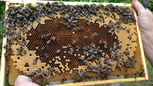 Včelín, včely, včelaři, včelín