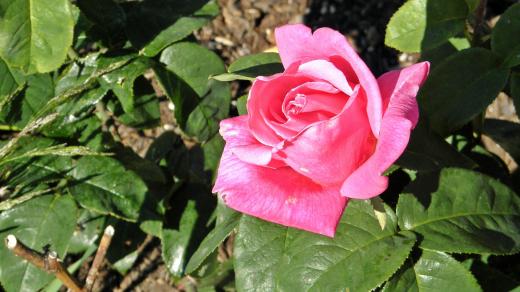 Za opravdu kvalitním parfémem většinou stojí královna květin – růže