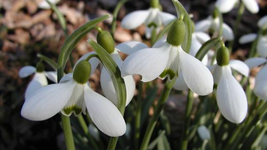 Sněženka podsněžník "Brenda Troyle" (Galanthus brenda troyle)