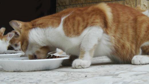 Kočka. Ilustrační foto