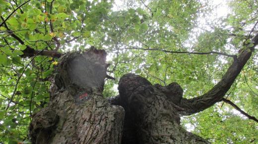 Zelená koruna dokazuje dobrou kondici stromu