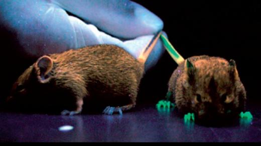 Geneticky modifikovaná myš s vneseným zeleným fluorescenčním proteinem. Tento model se používá pro studium umlčování genů během embryonálního vývoje.