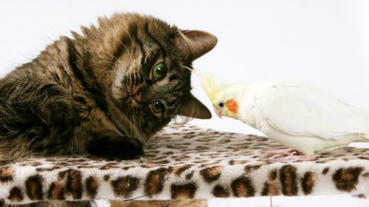 Kočka a pták