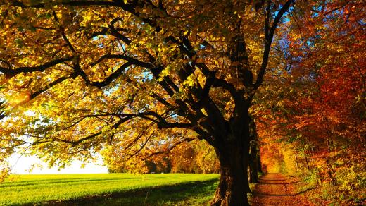 Podzim - stromy - příroda - barvy - krajina