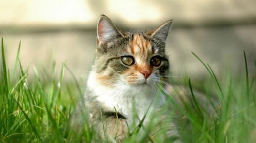Kočka v trávě