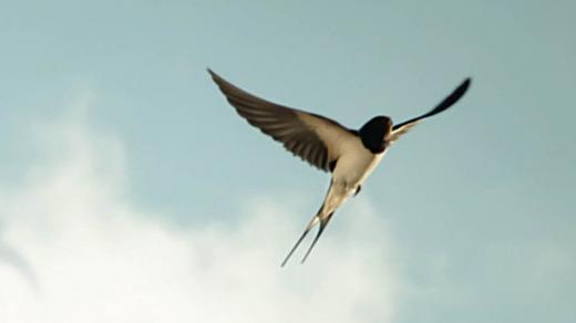 Radka Denemarková – Příspěvek k dějinám radosti 