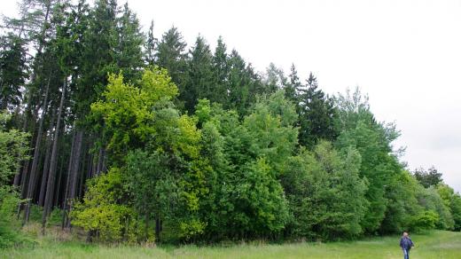 Les skrývající zbytky tvrze Sedlec s pasekou, na které stávala patrně stejnojmenná vesnice