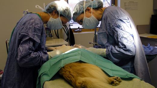 Operace u veterináře. Ilustrační foto
