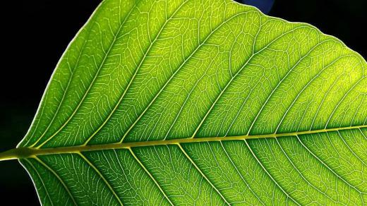 Zelený list – fotosyntéza probíhá v listech rostlin za pomoci zeleného barviva – chlorofylu