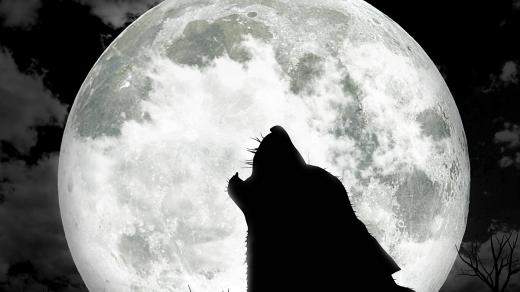 Měsíc, vlk, noc, tma (ilustrační foto)