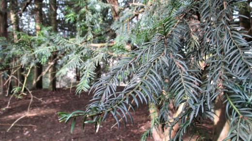 Tajemná atmosféra tisového lesa