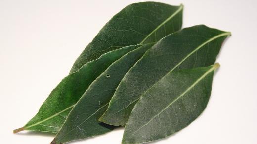 Vavřín, bobkový list (ilustrační foto)