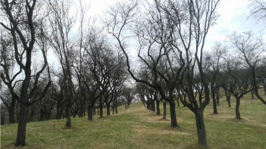 Mandloňové sady doslova lákají k jarní procházce