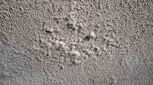 Plíseň, která vyráží z omítky při špatné izolaci stěn domu