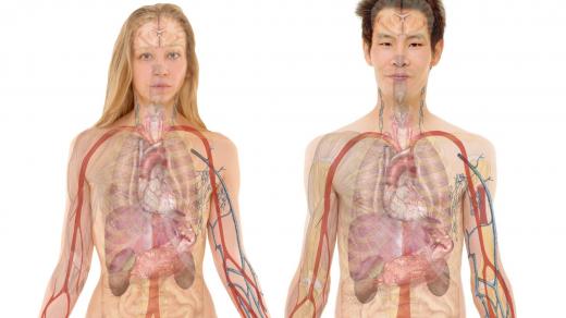 Muž a žena s orgány