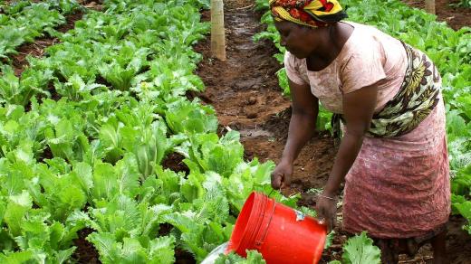 Zemědělství v Africe