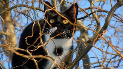 Kočka na stromě, ilustrační foto
