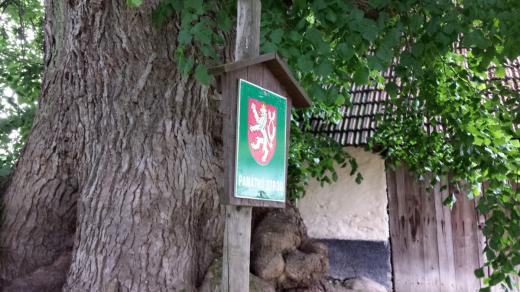 Obvod stromu měří kolem 9 metrů