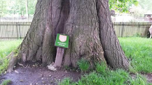 Bukovecký jilm - památný strom - je starý přes tři století 