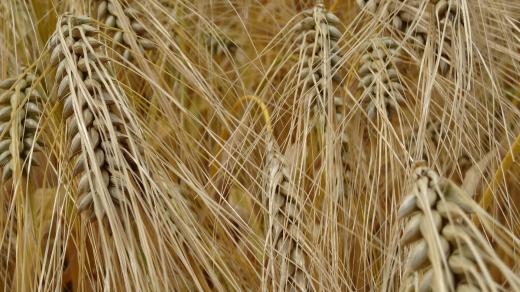 Obiloviny, ječmen, zrno, obilné pole (ilustrační foto)