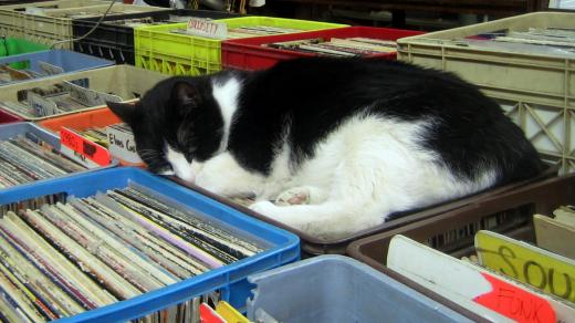 Kočka - vinyl