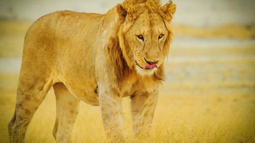 lev, král zvířat