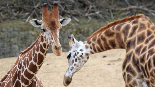 Ve výběhu u Safari kempu v ZOOlogické zahradě ve Dvoře Králové nad Labem máte jedinečnou možnost porovnat markantní rozdíl mezi žirafou síťovanou a Rothschildovou