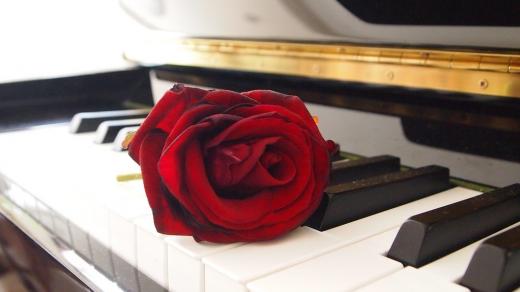Růže na klavíru (ilustrační foto)