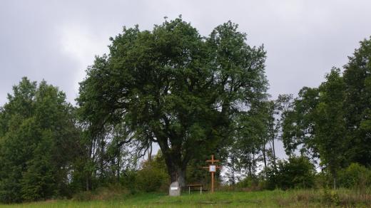 Jméno Pollnerova hruška získal tento strom podle někdejšího majitele pozemku