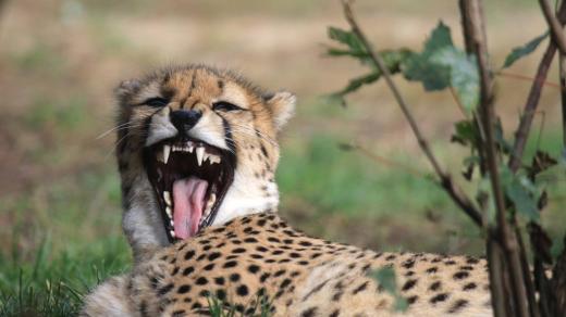 Gepardí paterčata slaví narozeniny